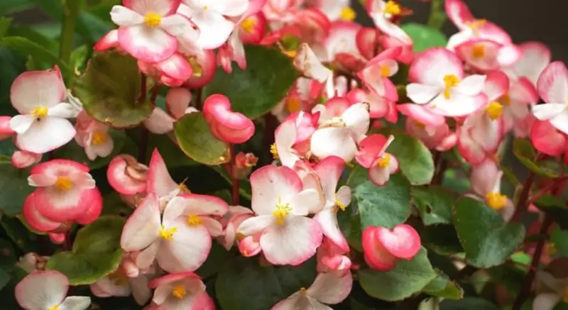 Types of Begonias