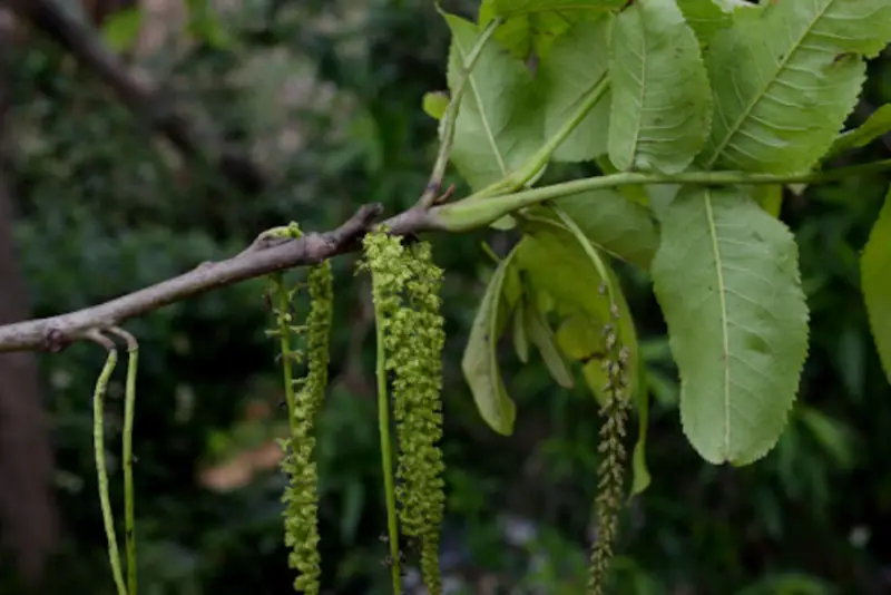 Types of Hickory Trees