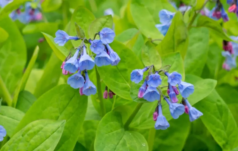 Types of Wildflowers