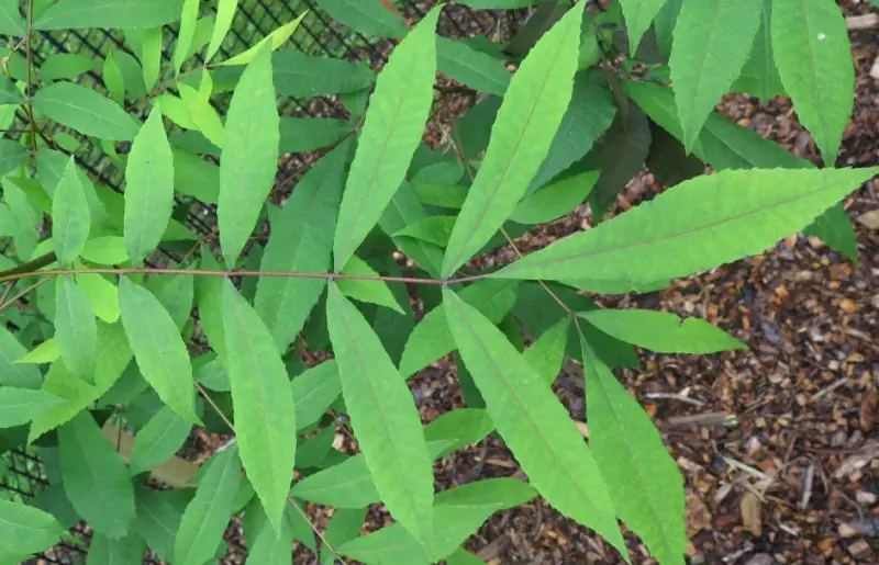 Types of Hickory Trees