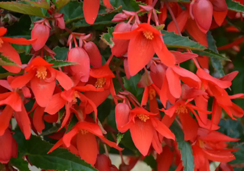 Begonia Varieties