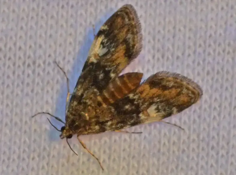 Moths in Florida