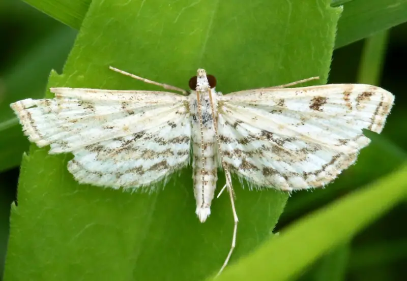 Florida Moths