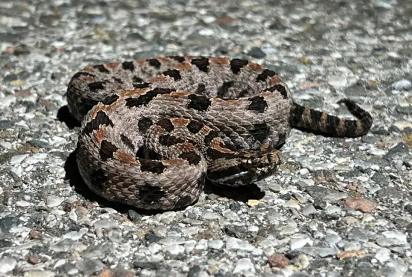 Snakes in Oklahoma