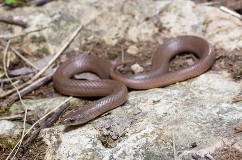 Snakes in Oklahoma 