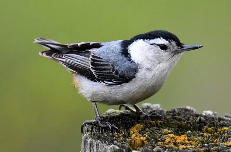 Birds in Georgia 