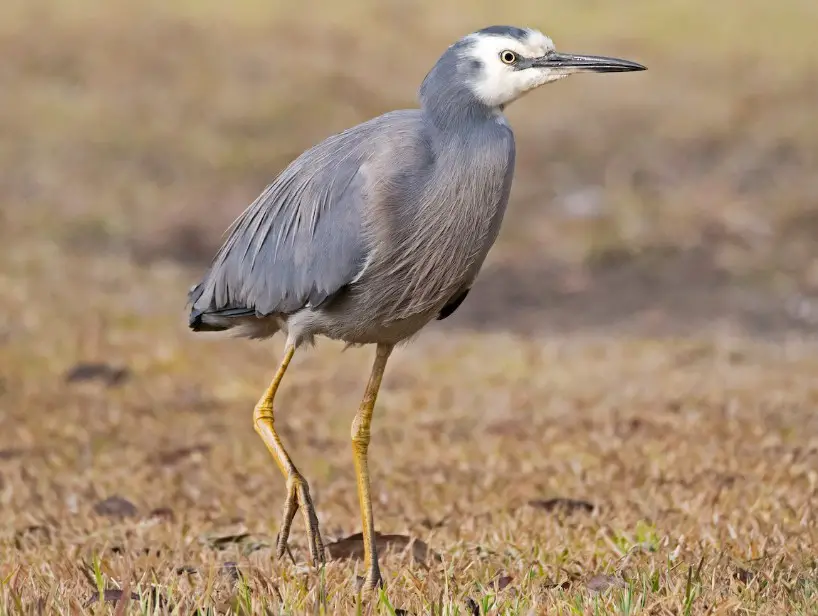 Types of Herons