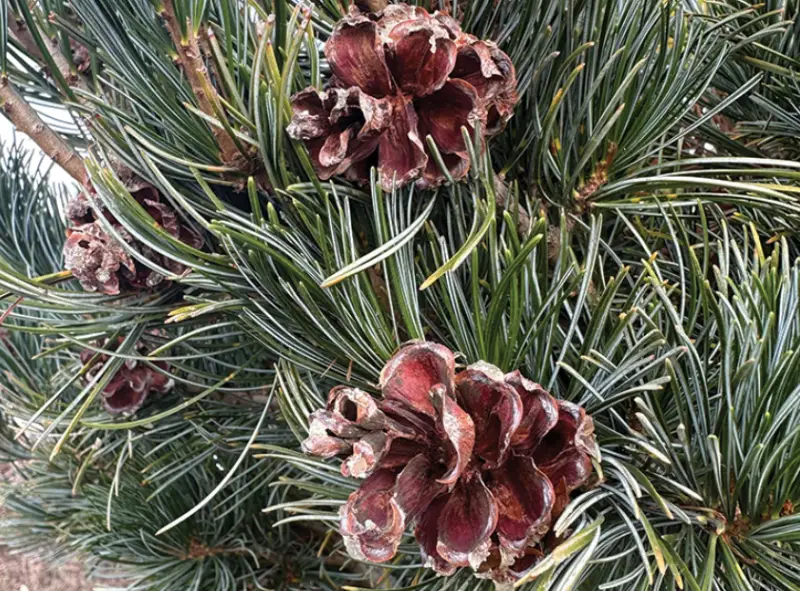 Types of Pine Cones