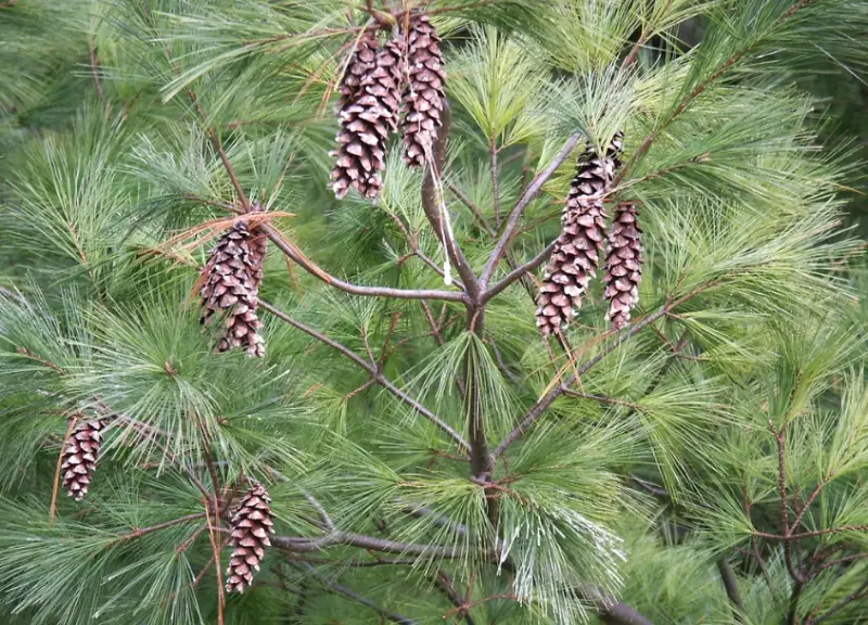 Types of Pine Cones