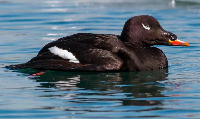 Ducks in Michigan