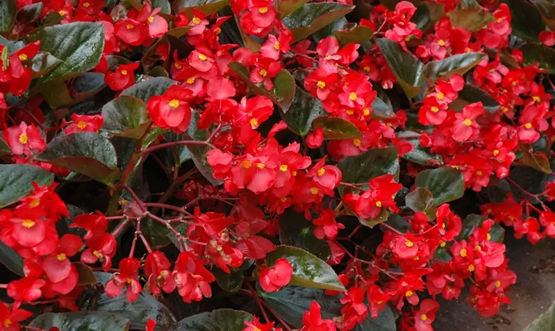 Types of Begonias