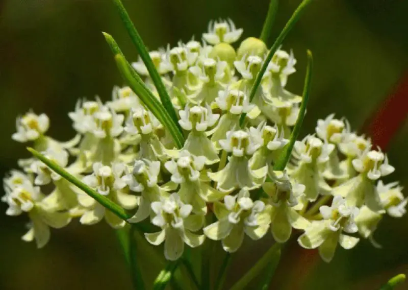 Types of Wildflowers