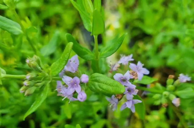 Types of Wildflowers