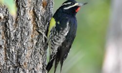 12 Woodpeckers in Florida (Pictures and Identification)