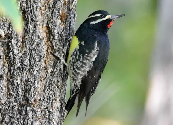 Woodpeckers in Florida