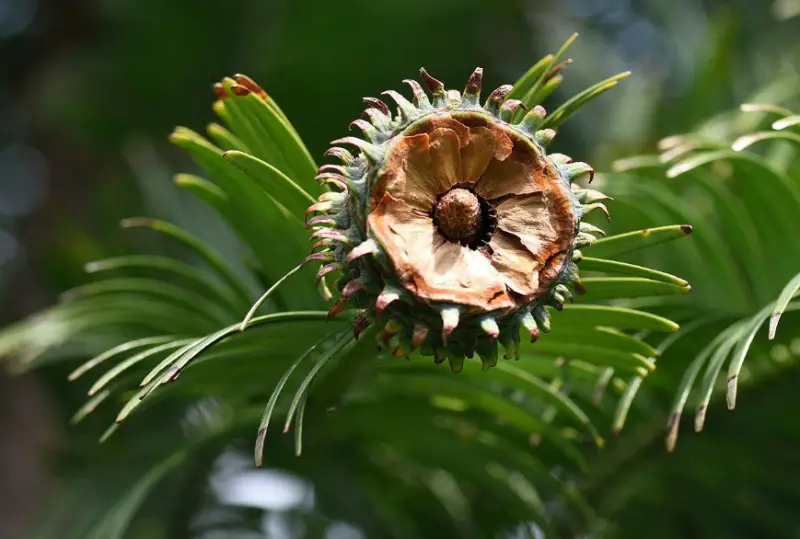 Types of Pine Cones