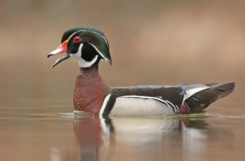 Ducks of Michigan