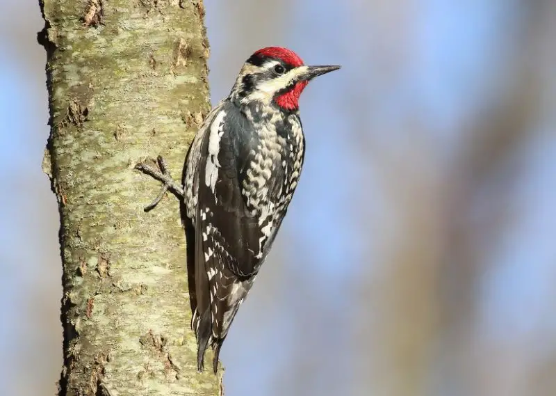 Types of Woodpeckers