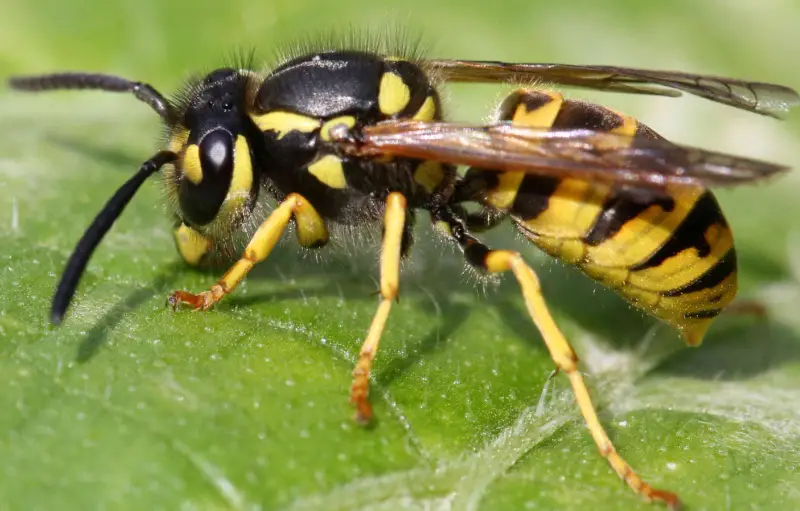 Yellow and Black Stripe Bug