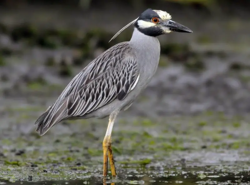 Types of Herons