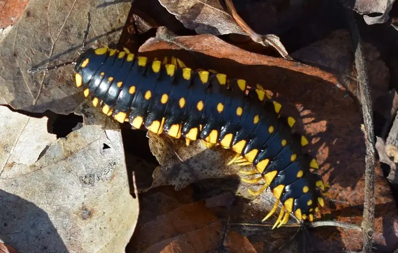 Yellow and Black Stripe Bug