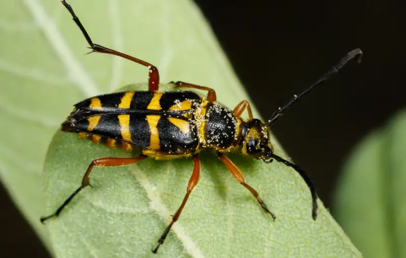 Yellow and Black Stripe Bug