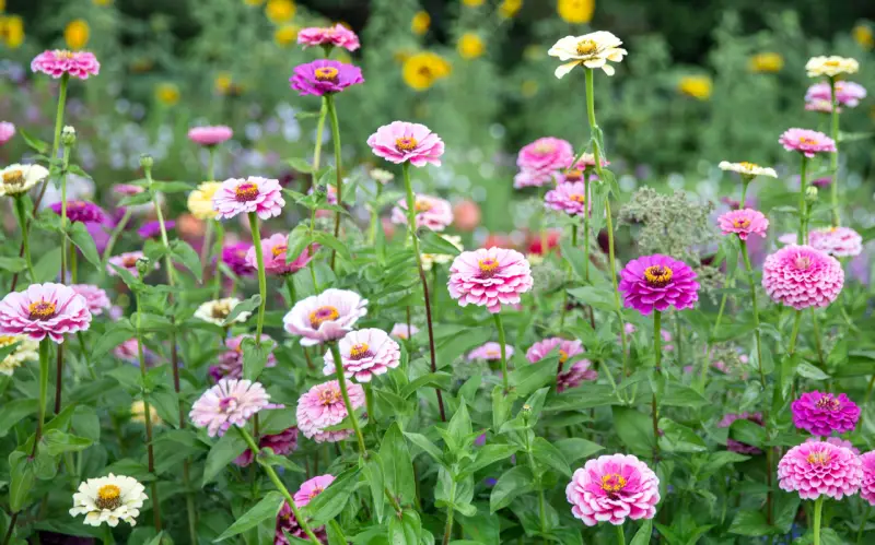 Flowers That Bloom in Summer