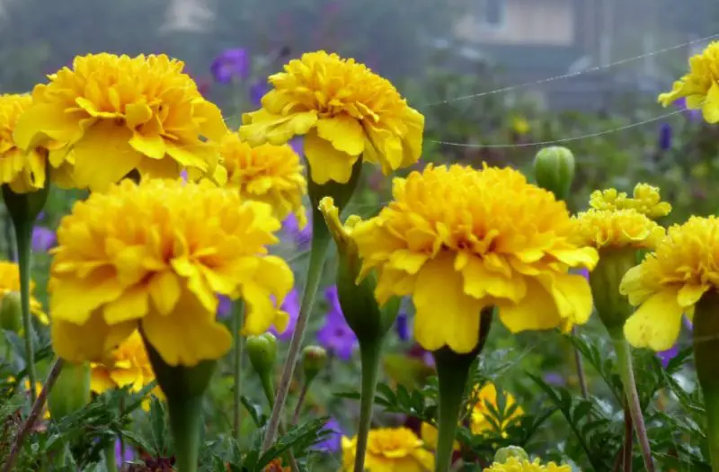 Types of Marigolds