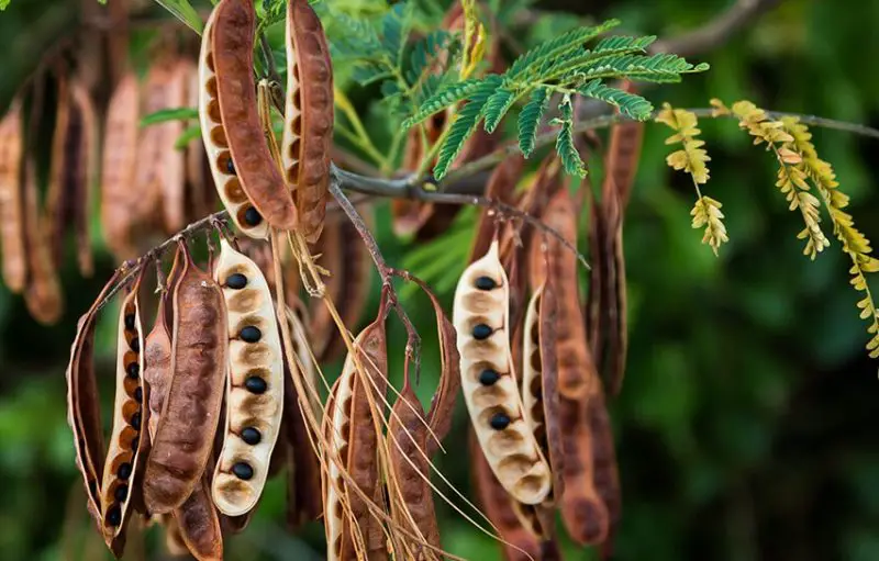 Acacia Tree