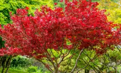 Japanese Maple Tree Care and Growing Guide with Ultimate Tips