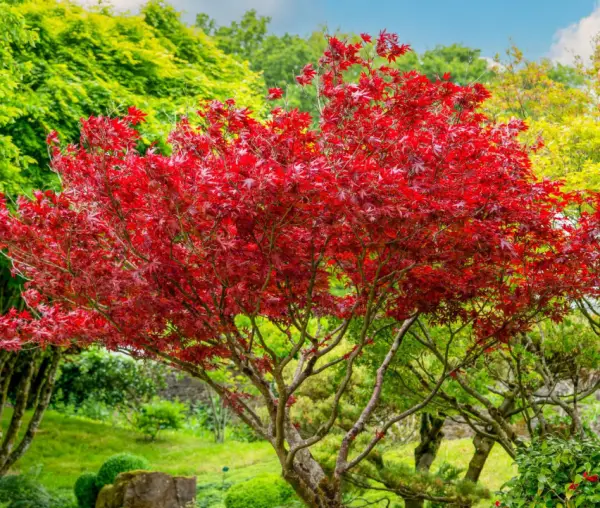 Japanese Maple Tree