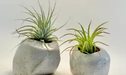 Air Plants Care and Growing Guide with Ultimate Tips