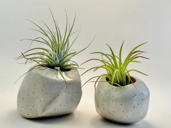 Air Plants