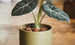 Alocasia Black Velvet Care and Growing Guide (Most Detailed)