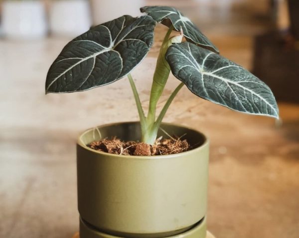 Alocasia Black Velvet