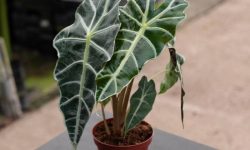 Alocasia Polly Care and Growing Guide (Most Detailed)