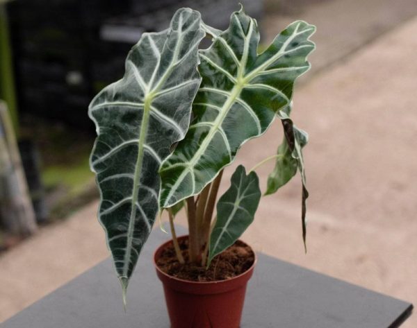 Alocasia Polly