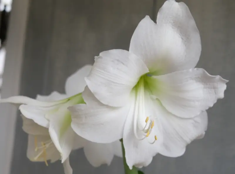 Types of White Flowers