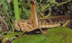 20 Grasshopper Species in Florida with Pictures, Identification