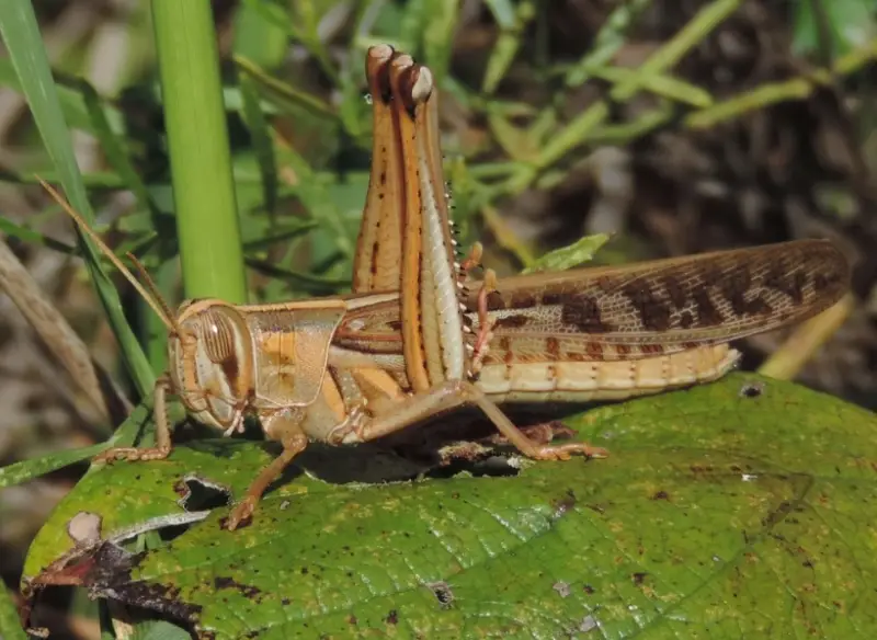 Grasshopper Species in Florida