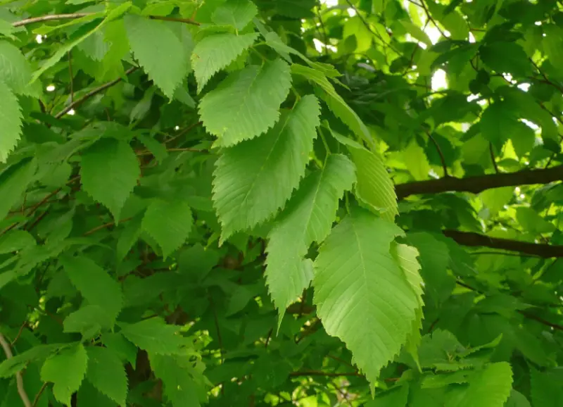 Types of Elm Trees