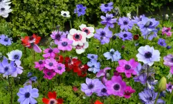 Anemone Flower Care and Growing Guide with Ultimate Tips