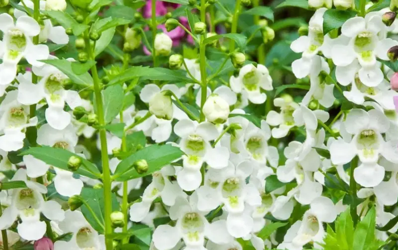 Types of White Flowers