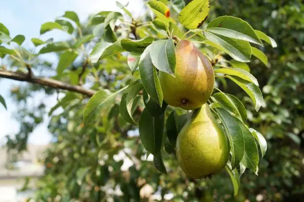 Types of Pear Trees