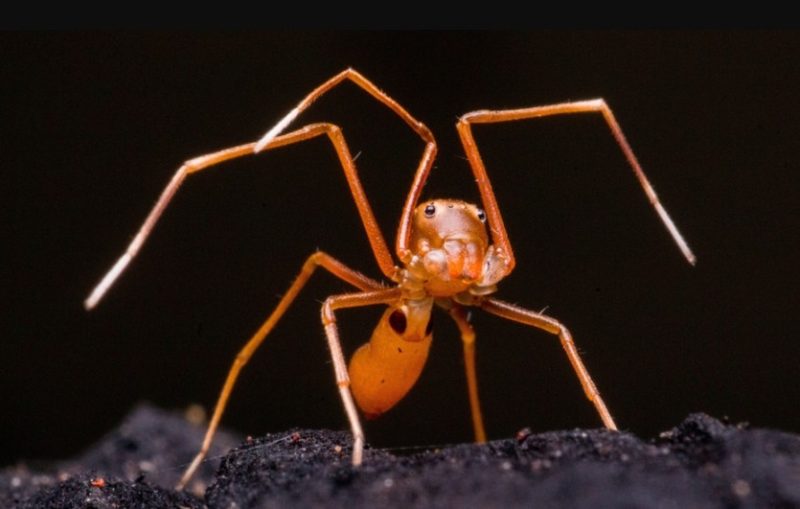 Tiny Red Spiders