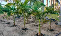 King Palm Tree Care and Growing Guide (Most Detailed)