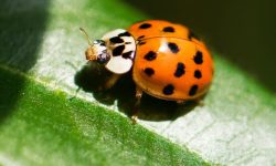 Are Orange Ladybugs Poisonous? What You Need to Know