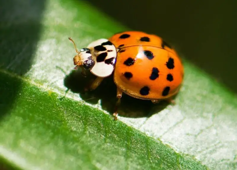 Are Orange Ladybugs Poisonous