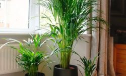 Areca Palm Care and Growing Guide (Most Detailed)