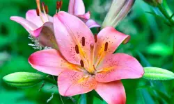 Asiatic Lily Care and Growing Guide with Ultimate Tips